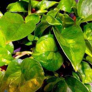 Plant unrooted cutting mystery box! 🌱